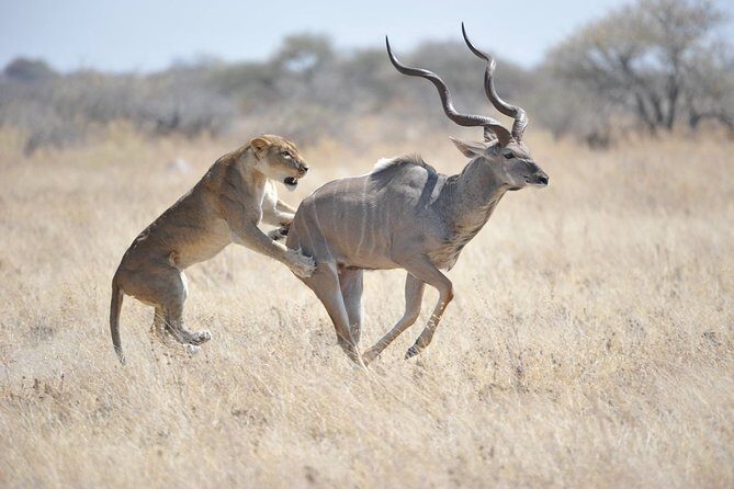 Kruger National Park Best Tour - FAQs