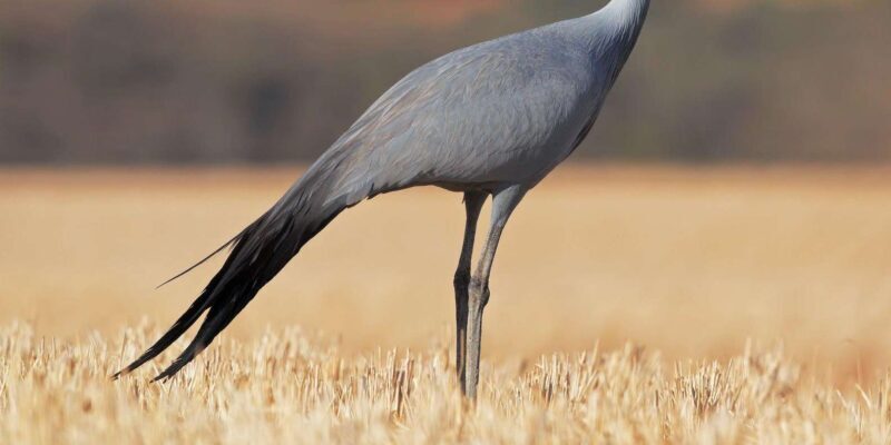 Kruger National Park & Blyde River Canyon 4 Day Safari - Practical Tips for Your Safari