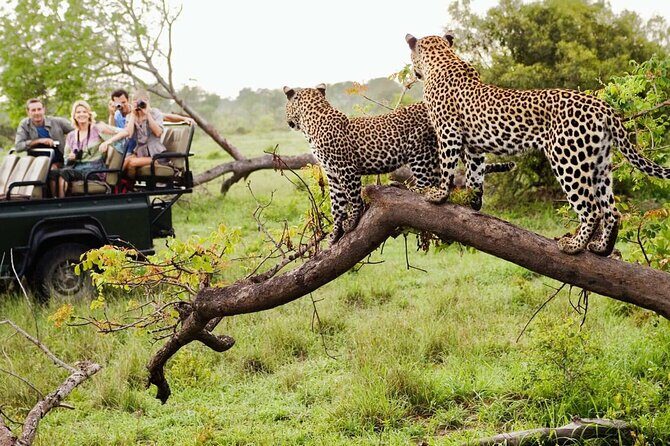 Kruger National Park & Blyde River Canyon Tour from Johannesburg - Key Points