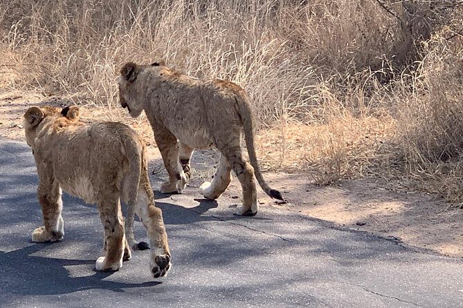 Kruger National Park Full Day Big 5 Safari Tour From Hazyview - An In-Depth Look at the Safari Experience