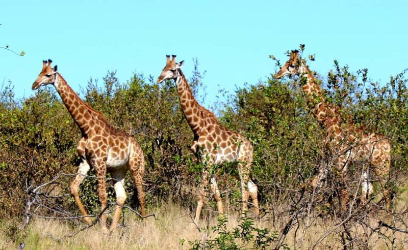 Kruger National Park Full Day Game Drive - An In-Depth Look at the Kruger National Park Full Day Game Drive