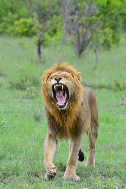 Kruger National Park Full-Day Game Drive - What To Expect: Practical Details and Tips