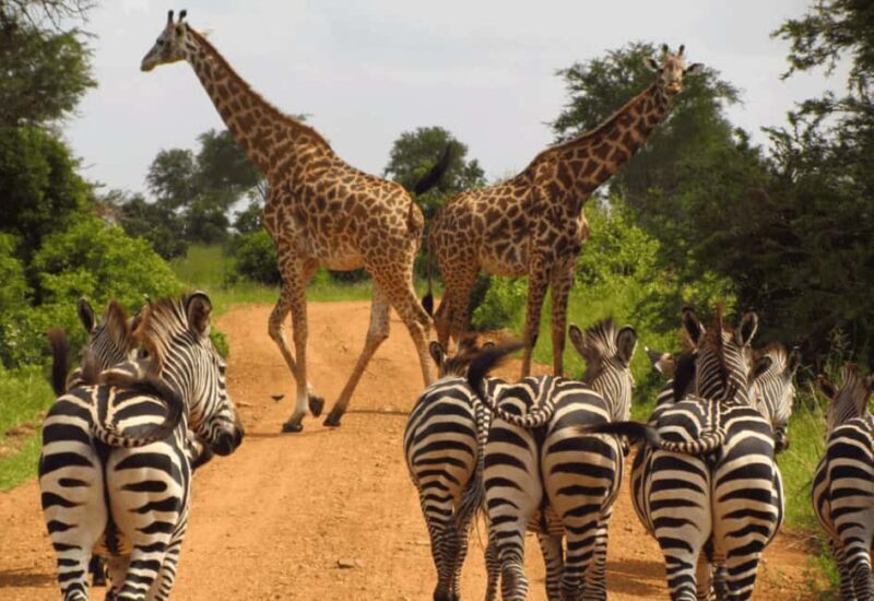 Kruger National Park Full-Day Game Drive - Who Will Love This Tour?