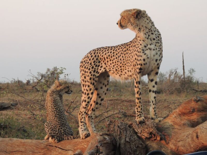 Kruger National Park: Full-Day Game Drive with Pickup - Who Will Love This Tour?  