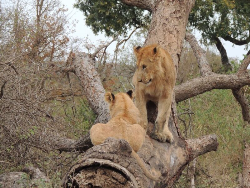 Kruger National Park: Full-Day Game Drive with Pickup - Frequently Asked Questions