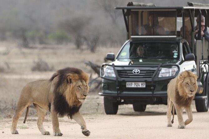 Kruger National Park Full Day Private safari - Is This Safari Right for You?