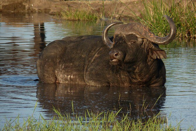 Kruger National Park Full-Day Safari from Hazyview - Why the Guides Make All the Difference