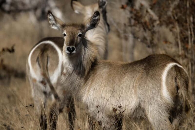 Kruger National Park Full-Day Safari - The Full-Day Safari Experience: What to Expect