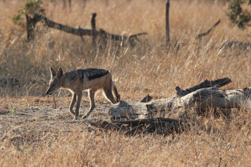 Kruger National Park Full-Day Safari - Insights from Real Travelers
