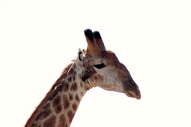 Kruger National Park Full Day Safari Tour - Why We Loved This Safari