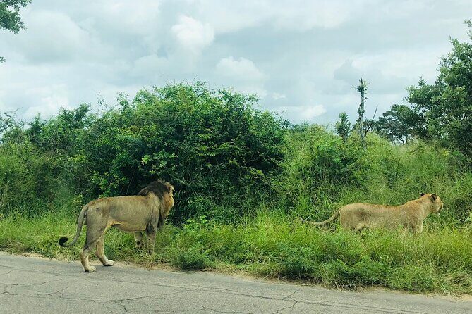 Kruger National Park Full-Day Tour - Why This Tour Is Worth It