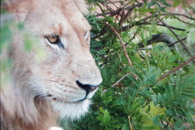 Kruger National Park Full Day Tour Minimum 2people - Frequently Asked Questions