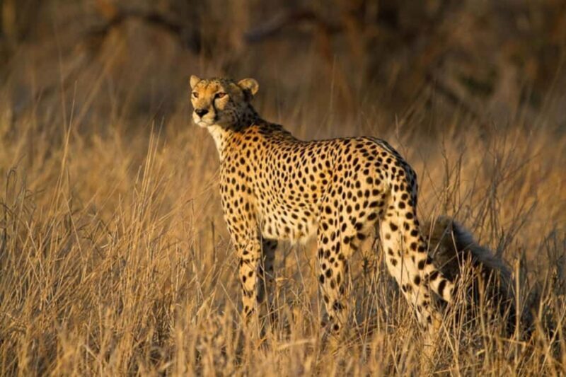 Kruger National Park: Half-Day Safari Game Drive - Key Points