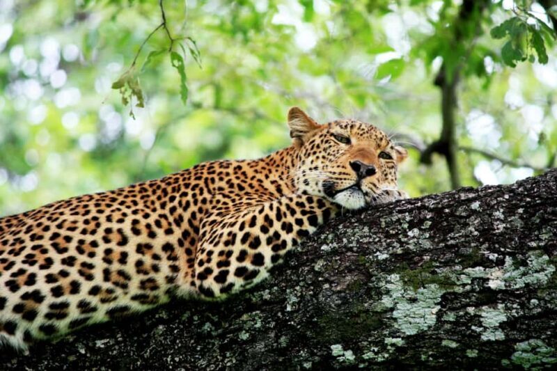Kruger National Park half day - The Itinerary and What to Expect