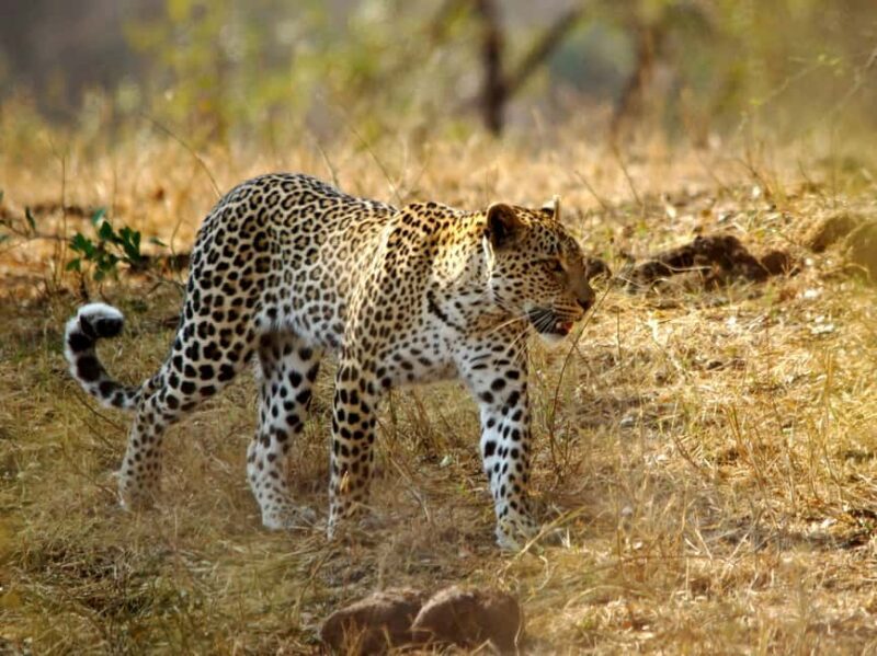 Kruger National Park half day - Final Thoughts