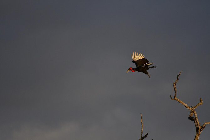 Kruger National Park l Private Afternoon Safari from Hazyview - The Experience and Itinerary Breakdown