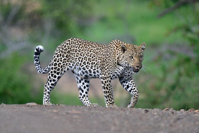 Kruger National Park l Private Afternoon Safari from Hazyview - What Travelers Say About the Guide and Overall Experience