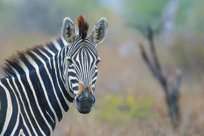 Kruger National Park l Private Afternoon Safari from Hazyview - Final Thoughts: Is This Tour Worth It?