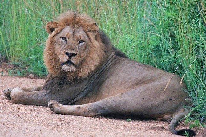 Kruger National Park Morning Game Drive - Who Will Love This Tour?