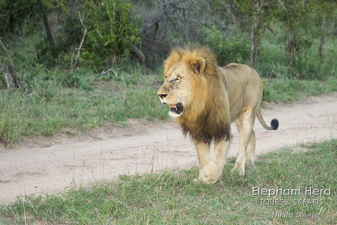 Kruger National Park Morning Game Drive from Hazyview - Key Points