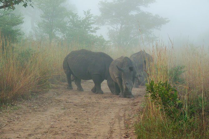 Kruger National Park Morning Game Drive from Hazyview - What Makes This Tour Stand Out?