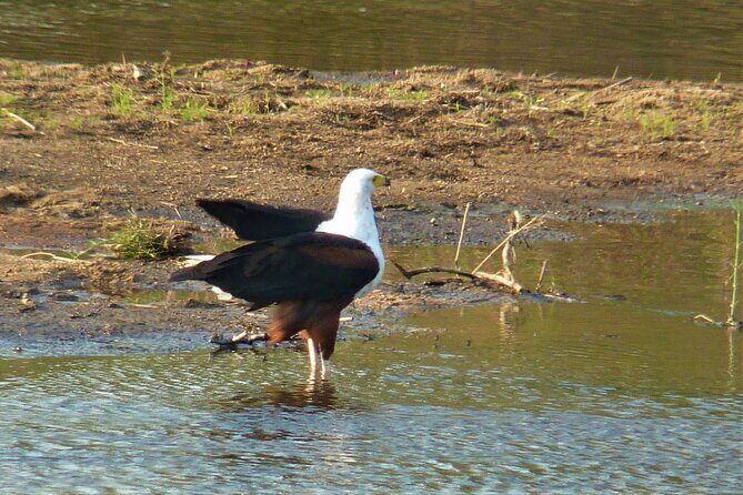 Kruger National Park Morning Game Drive from Hazyview - Who Would Love This Experience?