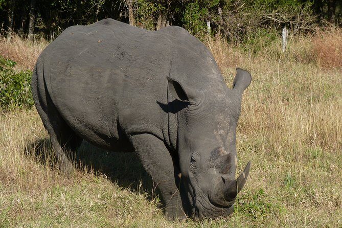 Kruger National Park Morning Game Drive from Hazyview - The Sum Up