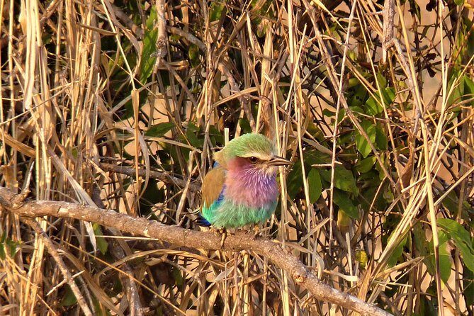 Kruger National Park Morning Game Drive from Hazyview - Frequently Asked Questions