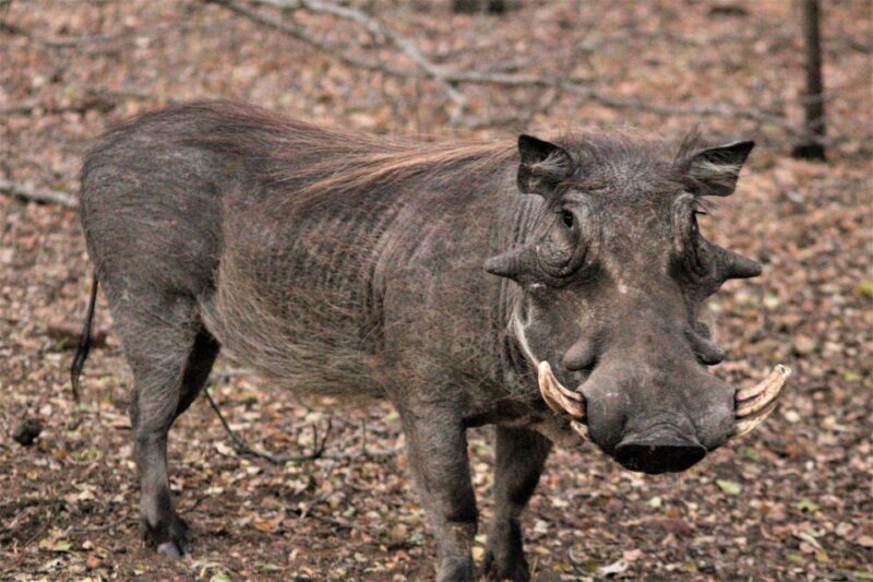 Kruger National Park Morning Safari - An In-Depth Look at the Kruger National Park Morning Safari