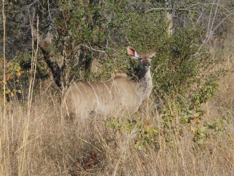 Kruger National Park Morning Safari - Final Thoughts