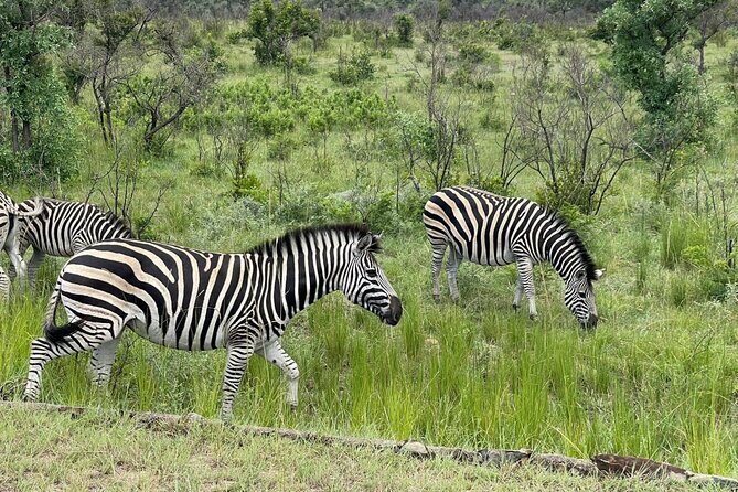 Kruger National Park & Panorama Route From Johannesburg 3 Days & 2 Nights - What Travelers Are Saying