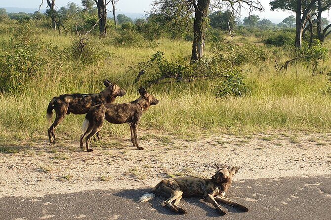 Kruger National Park & Panorama Route From Johannesburg 3 Days & 2 Nights - Who Should Consider This Tour?