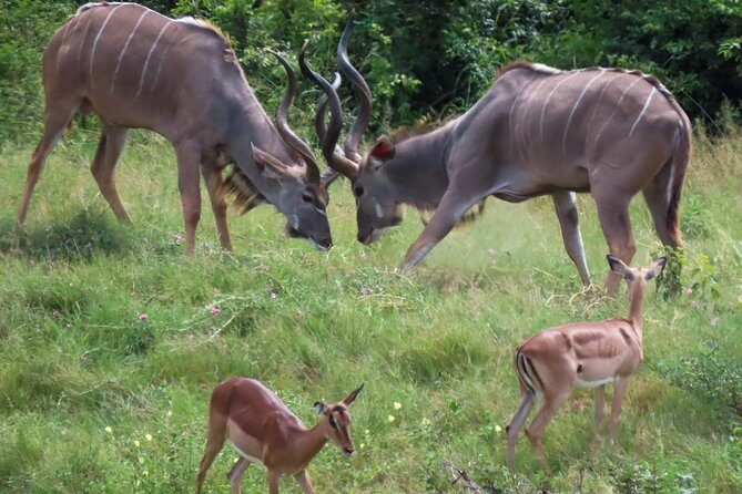 Kruger National Park - Private 3 day, 2 night safari trip. - An in-depth Look at the Kruger Safari Experience
