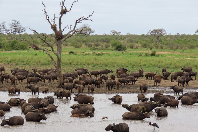 Kruger National Park - Private full day Safari trip. - An In-Depth Look at the Experience