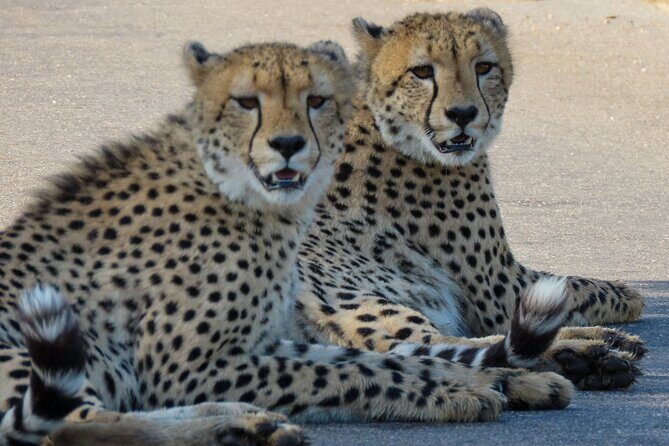 Kruger National Park - Private full day Safari trip. - Who is This Tour Best For?