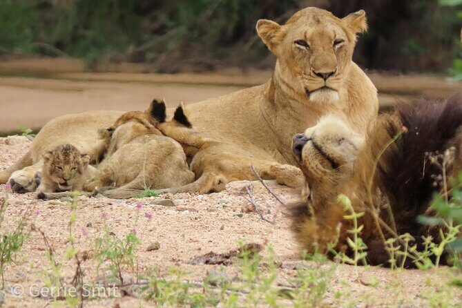Kruger National Park - Private full day Safari trip. - Final Thoughts