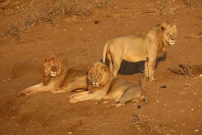 Kruger National Park - Private Sunrise Half day Safari trip. - What to Expect from This Safari