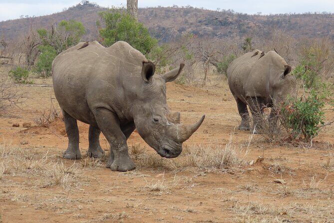 Kruger National Park - Private Sunrise Half day Safari trip. - The Cost and What It Buys You