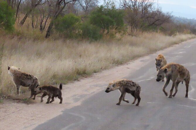Kruger National Park - Private Sunrise Half day Safari trip. - Authentic Experiences from Past Travelers