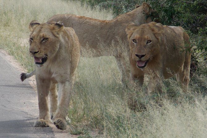 Kruger National Park - Private Sunrise Half day Safari trip. - The Sum Up