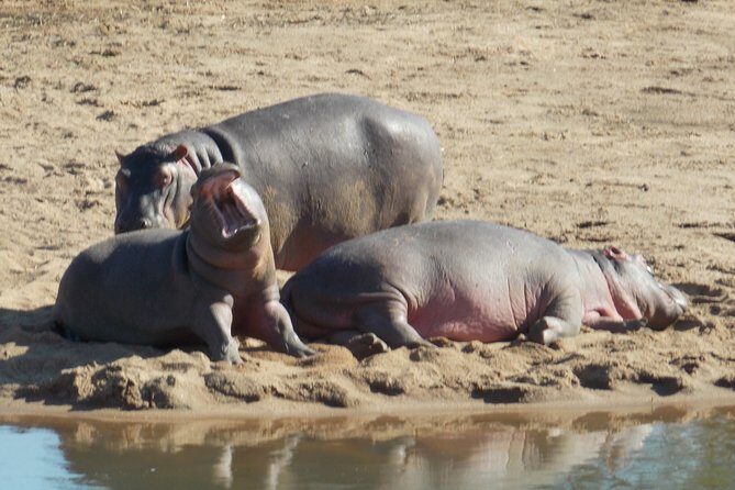Kruger National Park - Private Sunrise Half day Safari trip. - FAQ