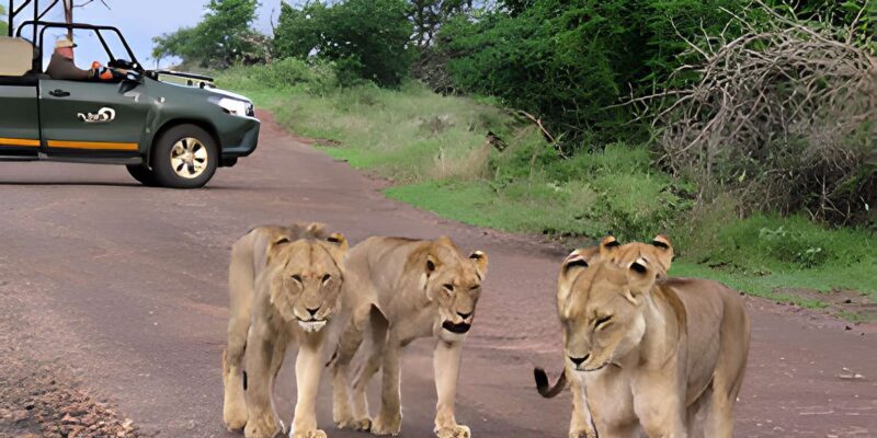 Kruger National Park Safari (Full Day) - The Experience: What You Can Expect from the Full-Day Tour