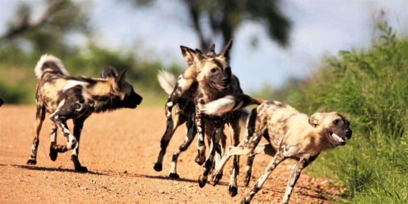 Kruger National Park Safari (Full Day) - Final Thoughts: Who Should Book This Safari?