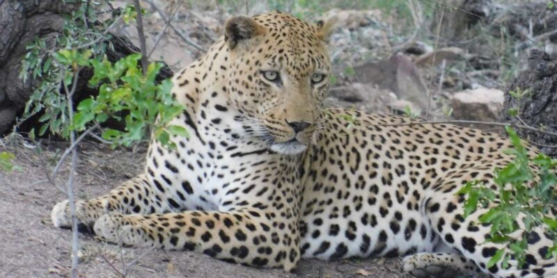 Kruger National Park Safari (Full Day) - FAQs