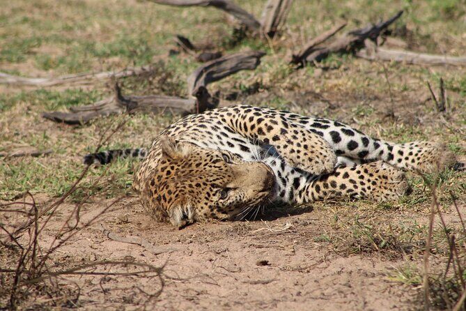 Kruger National Park, Safari Game Drive. - Considerations: What to Keep in Mind