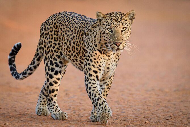 Kruger National Park, Safari Game Drive. - Who Is This Tour Best Suited For?