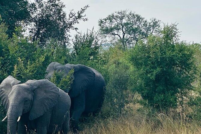 Kruger National Park, Safari Game Drive. - Final Thoughts