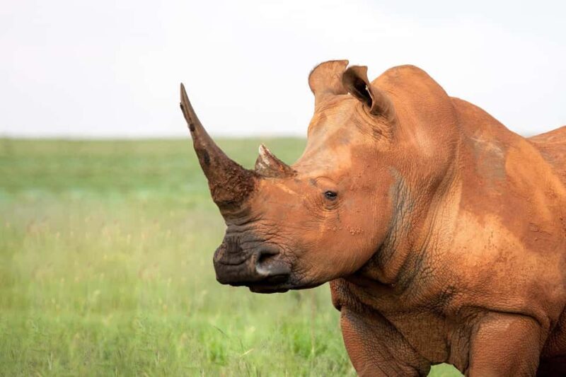 Kruger National Park: Safari & Panorama Route - Key Points
