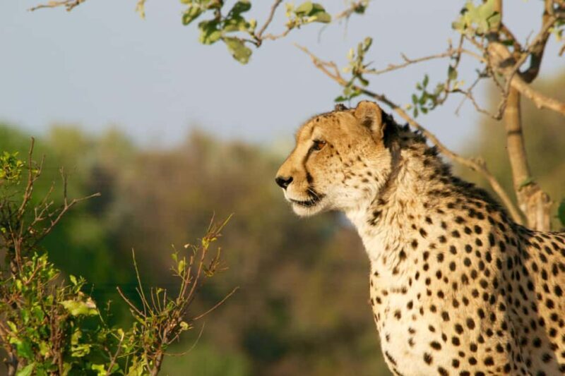 Kruger National Park: Safari & Panorama Route - The Value of This Tour