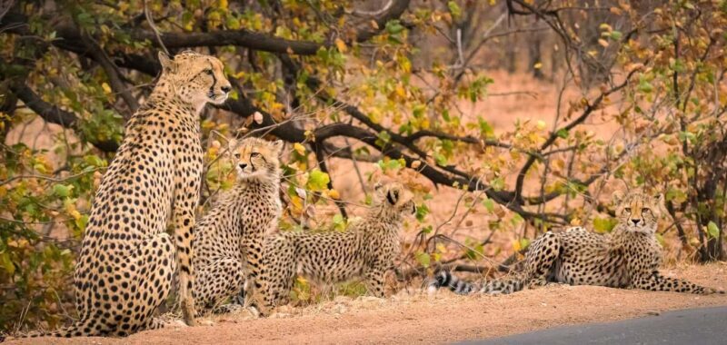 Kruger National Park: Safari & Panorama Route - Who Will Enjoy This Tour?